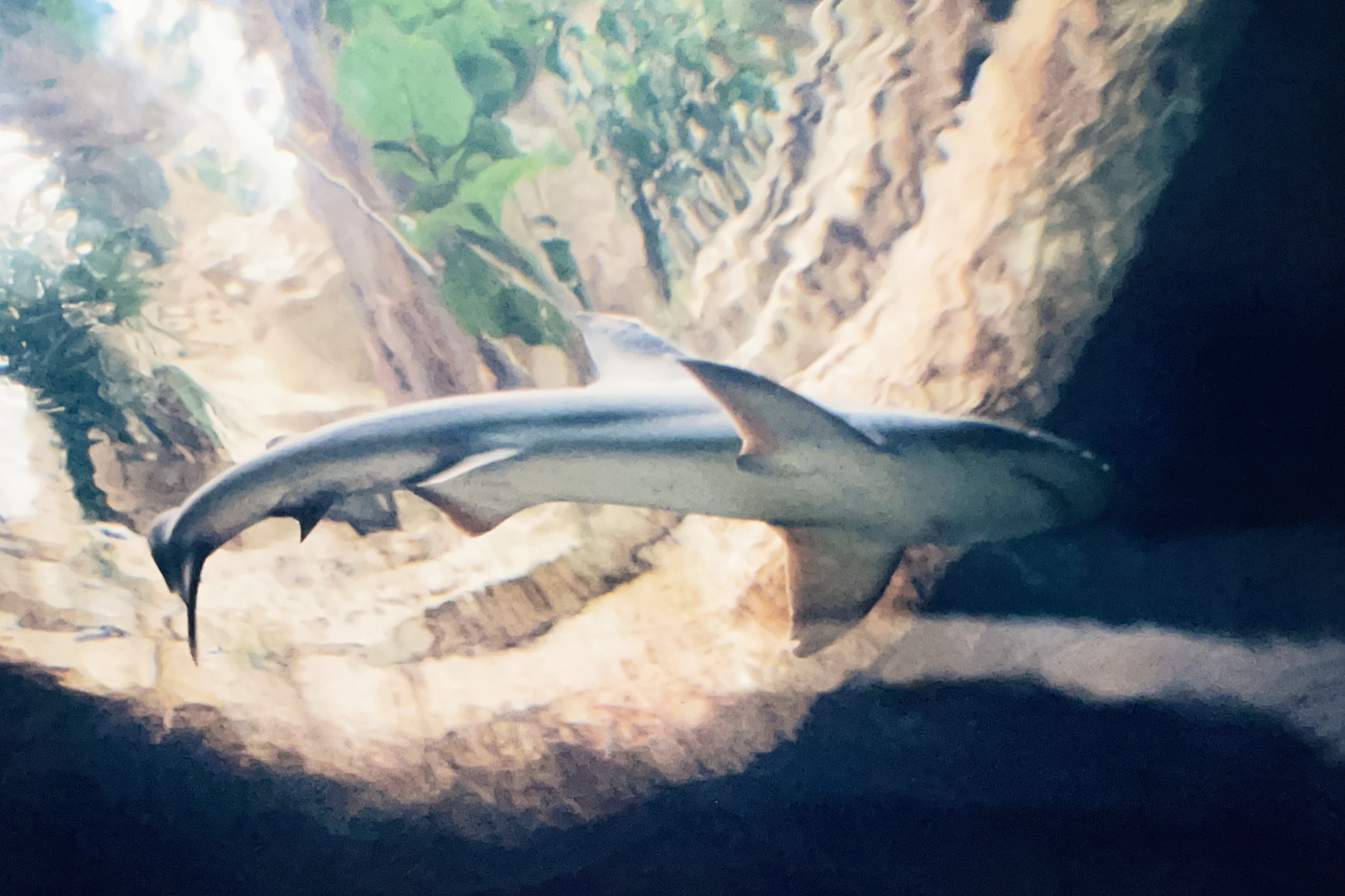 Shark in Dallas,TX aquarium